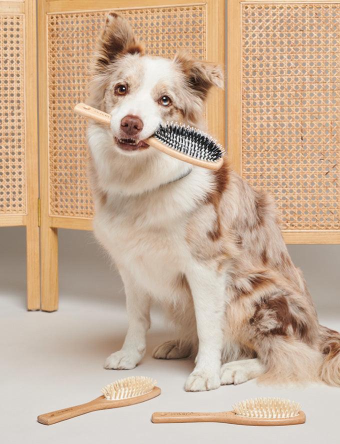 Toilettage pour chien : shampoing solide vegan et brosse pour chien - kasibe