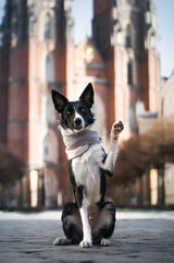 Accessoire de mode pour chien : tour de cou Simo - Kasibe