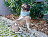 Tour de cou en coton Inko, vêtement mode pour chien - kasibe