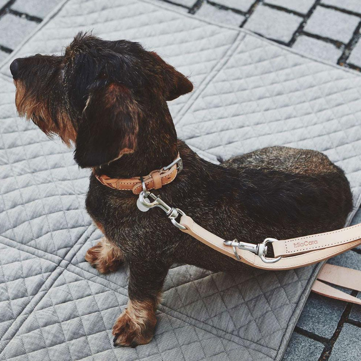 Très beau collier pour chien - BERGAMO - Kasibe