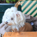 Pull pour chien moderne & chic, un vêtement confortable pour mon chien - Kasibe